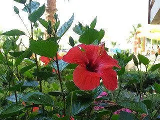 מלון דירות Domenica 2*